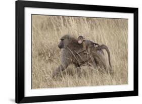 Olive Baboon (Papio Cynocephalus Anubis) Infant Riding-James Hager-Framed Photographic Print