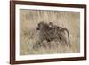 Olive Baboon (Papio Cynocephalus Anubis) Infant Riding-James Hager-Framed Photographic Print