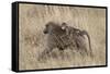 Olive Baboon (Papio Cynocephalus Anubis) Infant Riding-James Hager-Framed Stretched Canvas