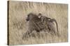 Olive Baboon (Papio Cynocephalus Anubis) Infant Riding-James Hager-Stretched Canvas