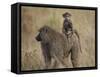 Olive Baboon (Papio Cynocephalus Anubis) Infant Riding-James Hager-Framed Stretched Canvas