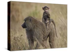 Olive Baboon (Papio Cynocephalus Anubis) Infant Riding-James Hager-Stretched Canvas