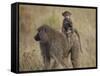 Olive Baboon (Papio Cynocephalus Anubis) Infant Riding-James Hager-Framed Stretched Canvas