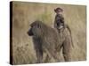 Olive Baboon (Papio Cynocephalus Anubis) Infant Riding-James Hager-Stretched Canvas