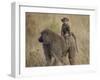 Olive Baboon (Papio Cynocephalus Anubis) Infant Riding-James Hager-Framed Photographic Print