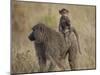 Olive Baboon (Papio Cynocephalus Anubis) Infant Riding-James Hager-Mounted Photographic Print