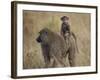 Olive Baboon (Papio Cynocephalus Anubis) Infant Riding-James Hager-Framed Photographic Print