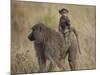 Olive Baboon (Papio Cynocephalus Anubis) Infant Riding-James Hager-Mounted Photographic Print