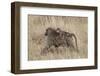 Olive Baboon (Papio Cynocephalus Anubis) Infant Riding-James Hager-Framed Photographic Print