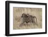 Olive Baboon (Papio Cynocephalus Anubis) Infant Riding-James Hager-Framed Photographic Print