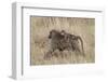 Olive Baboon (Papio Cynocephalus Anubis) Infant Riding-James Hager-Framed Photographic Print