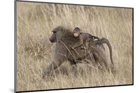 Olive Baboon (Papio Cynocephalus Anubis) Infant Riding-James Hager-Mounted Photographic Print