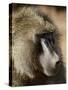 Olive Baboon, Samburu National Reserve, Kenya, East Africa, Africa-James Hager-Stretched Canvas