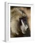 Olive Baboon, Samburu National Reserve, Kenya, East Africa, Africa-James Hager-Framed Photographic Print