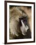 Olive Baboon, Samburu National Reserve, Kenya, East Africa, Africa-James Hager-Framed Photographic Print