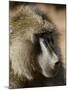 Olive Baboon, Samburu National Reserve, Kenya, East Africa, Africa-James Hager-Mounted Photographic Print