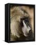 Olive Baboon, Samburu National Reserve, Kenya, East Africa, Africa-James Hager-Framed Stretched Canvas