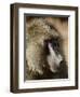 Olive Baboon, Samburu National Reserve, Kenya, East Africa, Africa-James Hager-Framed Photographic Print