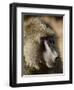 Olive Baboon, Samburu National Reserve, Kenya, East Africa, Africa-James Hager-Framed Photographic Print