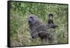 Olive baboon with baby on back (Papio anubis), Arusha National Park, Tanzania, East Africa, Africa-Ashley Morgan-Framed Stretched Canvas