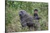 Olive baboon with baby on back (Papio anubis), Arusha National Park, Tanzania, East Africa, Africa-Ashley Morgan-Stretched Canvas