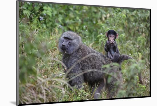 Olive baboon with baby on back (Papio anubis), Arusha National Park, Tanzania, East Africa, Africa-Ashley Morgan-Mounted Photographic Print