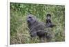 Olive baboon with baby on back (Papio anubis), Arusha National Park, Tanzania, East Africa, Africa-Ashley Morgan-Framed Photographic Print