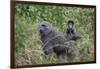 Olive baboon with baby on back (Papio anubis), Arusha National Park, Tanzania, East Africa, Africa-Ashley Morgan-Framed Photographic Print