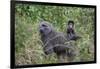 Olive baboon with baby on back (Papio anubis), Arusha National Park, Tanzania, East Africa, Africa-Ashley Morgan-Framed Photographic Print