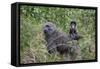 Olive baboon with baby on back (Papio anubis), Arusha National Park, Tanzania, East Africa, Africa-Ashley Morgan-Framed Stretched Canvas