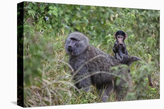 Olive baboon with baby on back (Papio anubis), Arusha National Park, Tanzania, East Africa, Africa-Ashley Morgan-Stretched Canvas