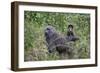 Olive baboon with baby on back (Papio anubis), Arusha National Park, Tanzania, East Africa, Africa-Ashley Morgan-Framed Photographic Print