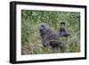 Olive baboon with baby on back (Papio anubis), Arusha National Park, Tanzania, East Africa, Africa-Ashley Morgan-Framed Photographic Print