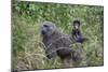 Olive baboon with baby on back (Papio anubis), Arusha National Park, Tanzania, East Africa, Africa-Ashley Morgan-Mounted Photographic Print