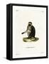 Olive Baboon-null-Framed Stretched Canvas