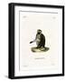 Olive Baboon-null-Framed Giclee Print