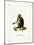 Olive Baboon-null-Mounted Giclee Print