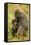 Olive Baboons Mother Feeding Baby-null-Framed Stretched Canvas