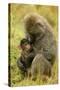 Olive Baboons Mother Feeding Baby-null-Stretched Canvas