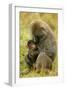 Olive Baboons Mother Feeding Baby-null-Framed Photographic Print