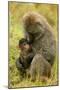 Olive Baboons Mother Feeding Baby-null-Mounted Photographic Print