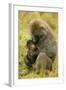 Olive Baboons Mother Feeding Baby-null-Framed Photographic Print