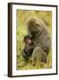 Olive Baboons Mother Feeding Baby-null-Framed Photographic Print
