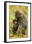 Olive Baboons Mother Feeding Baby-null-Framed Photographic Print