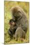 Olive Baboons Mother Feeding Baby-null-Mounted Photographic Print