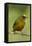 Olive-Backed Euphonia-Mary Ann McDonald-Framed Stretched Canvas