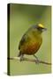 Olive-Backed Euphonia-Mary Ann McDonald-Stretched Canvas