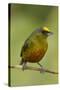 Olive-Backed Euphonia-Mary Ann McDonald-Stretched Canvas