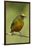 Olive-Backed Euphonia-Mary Ann McDonald-Framed Premium Photographic Print