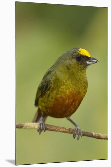 Olive-Backed Euphonia-Mary Ann McDonald-Mounted Premium Photographic Print